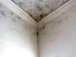  Mill Creek, WA Mold Prevention & Removal Pros