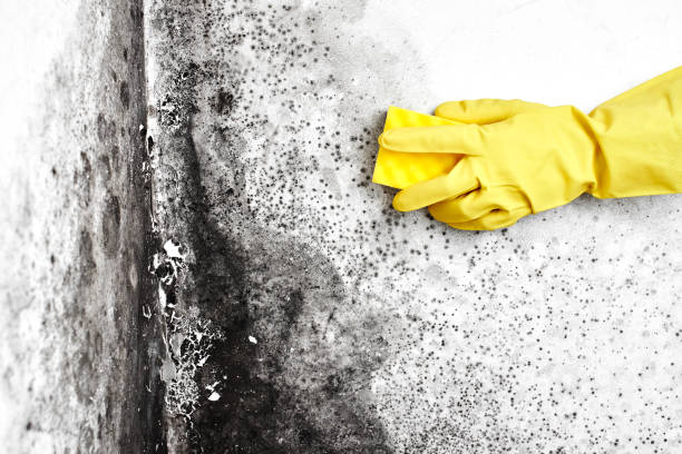 Best Basement Mold Removal  in Mill Creek, WA